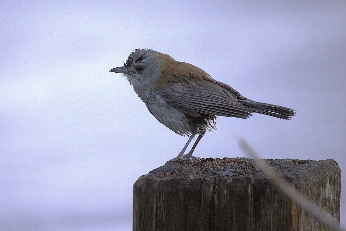 Gray Shrikethrush - ML639012705