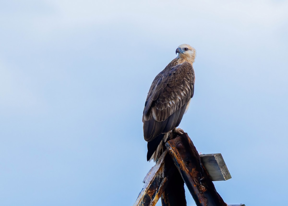 白腹海鵰 - ML639012713