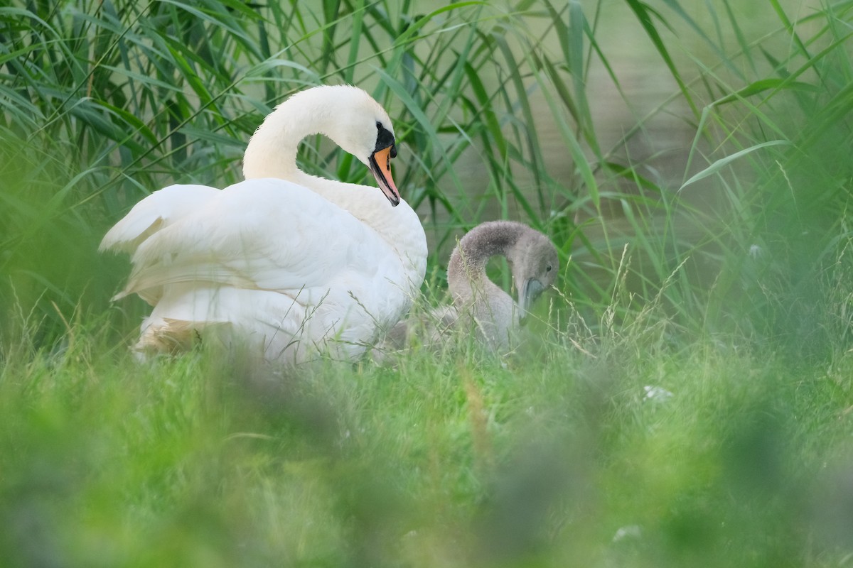 Cygne tuberculé - ML639012734