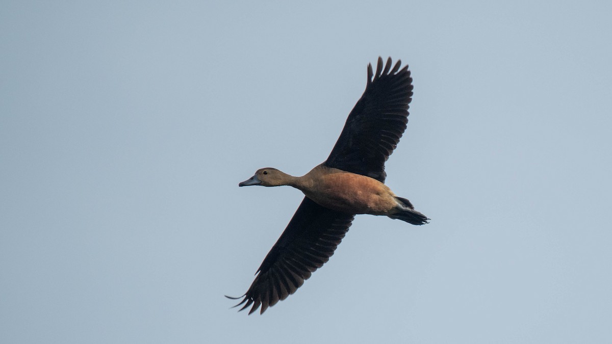 Dendrocygne siffleur - ML639012750