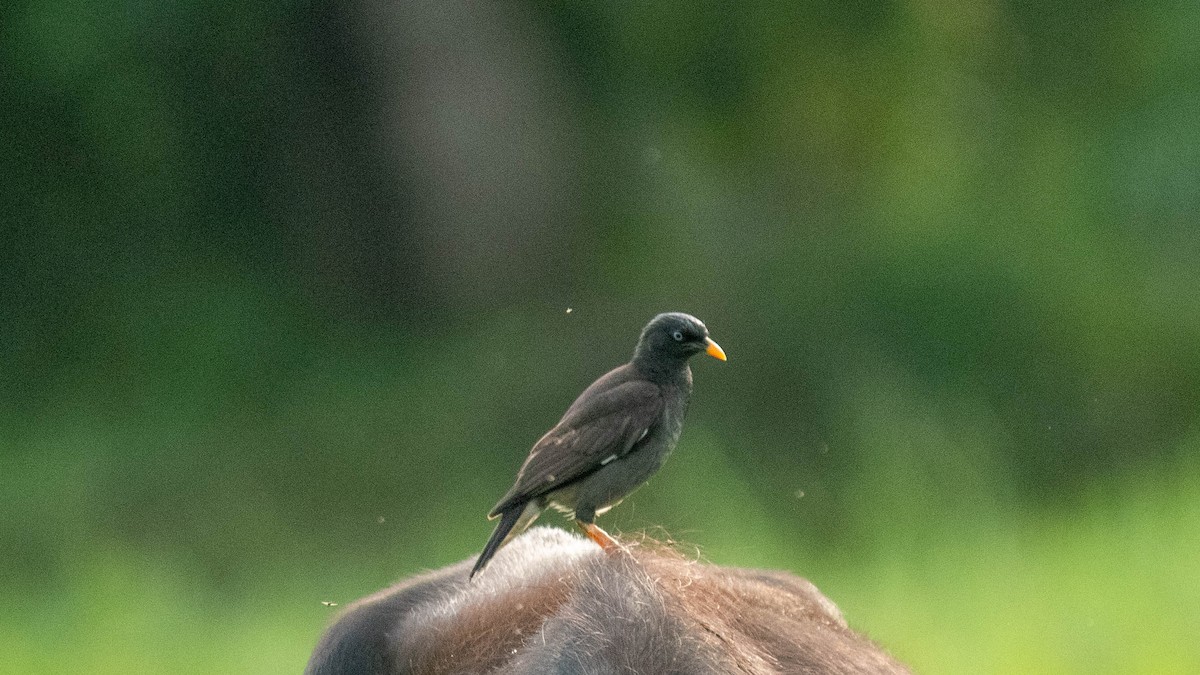 Jungle Myna - ML639012770