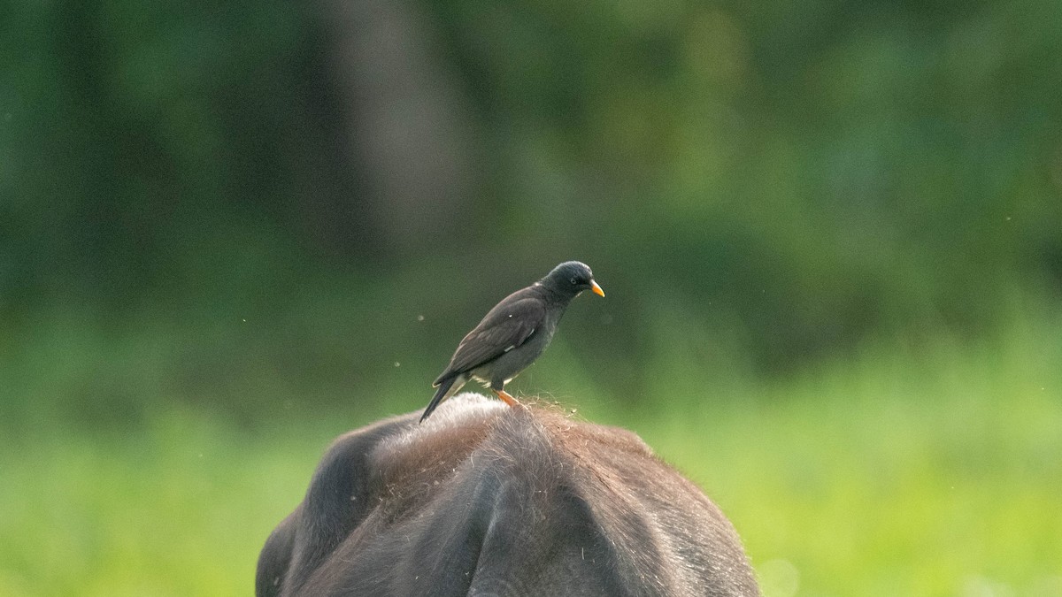 Jungle Myna - ML639012771