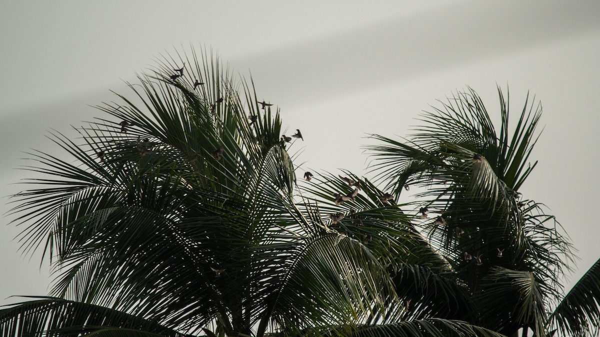 Baya Weaver - ML639012772