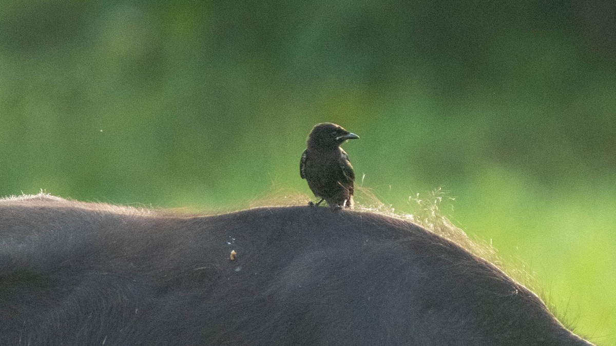 Black Drongo - ML639012775