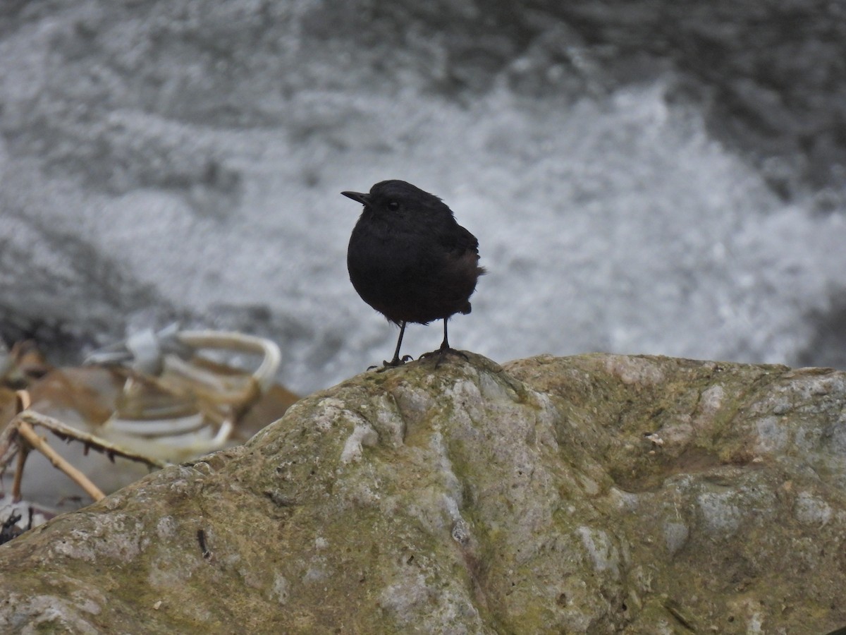 Luzon Redstart - ML639012793