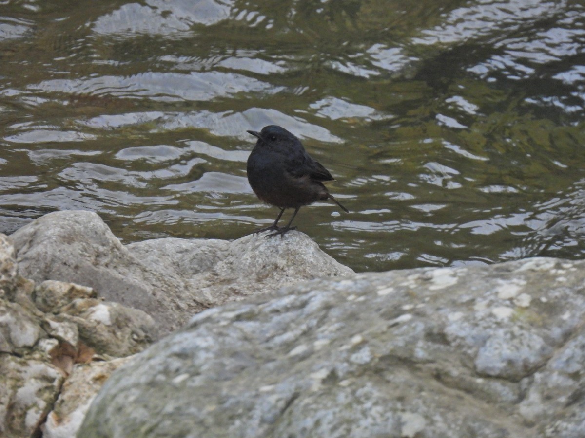 Luzon Redstart - ML639012794