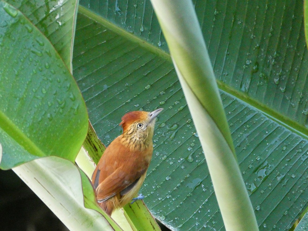 Barred Antshrike - ML639012799