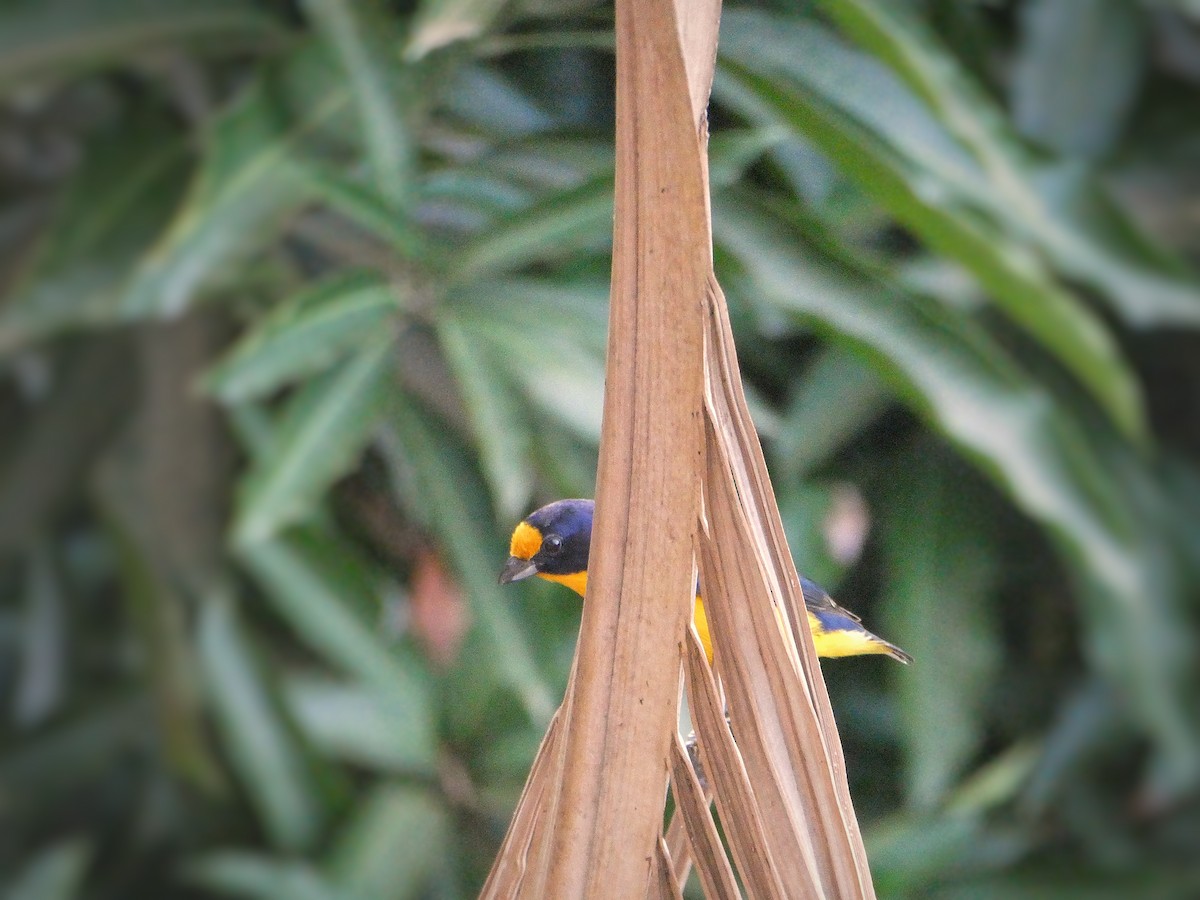 Violaceous Euphonia - ML639012800