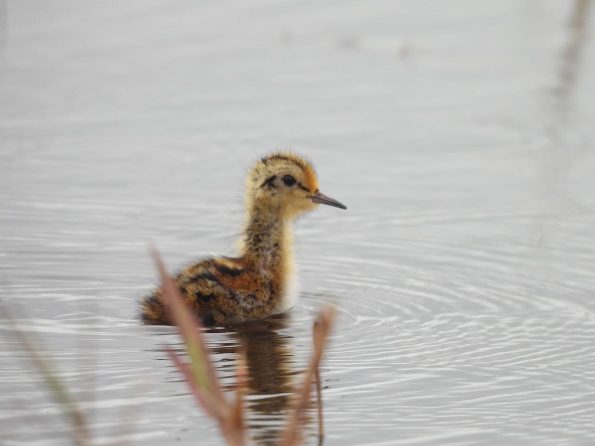 svømmesnipe - ML639012809