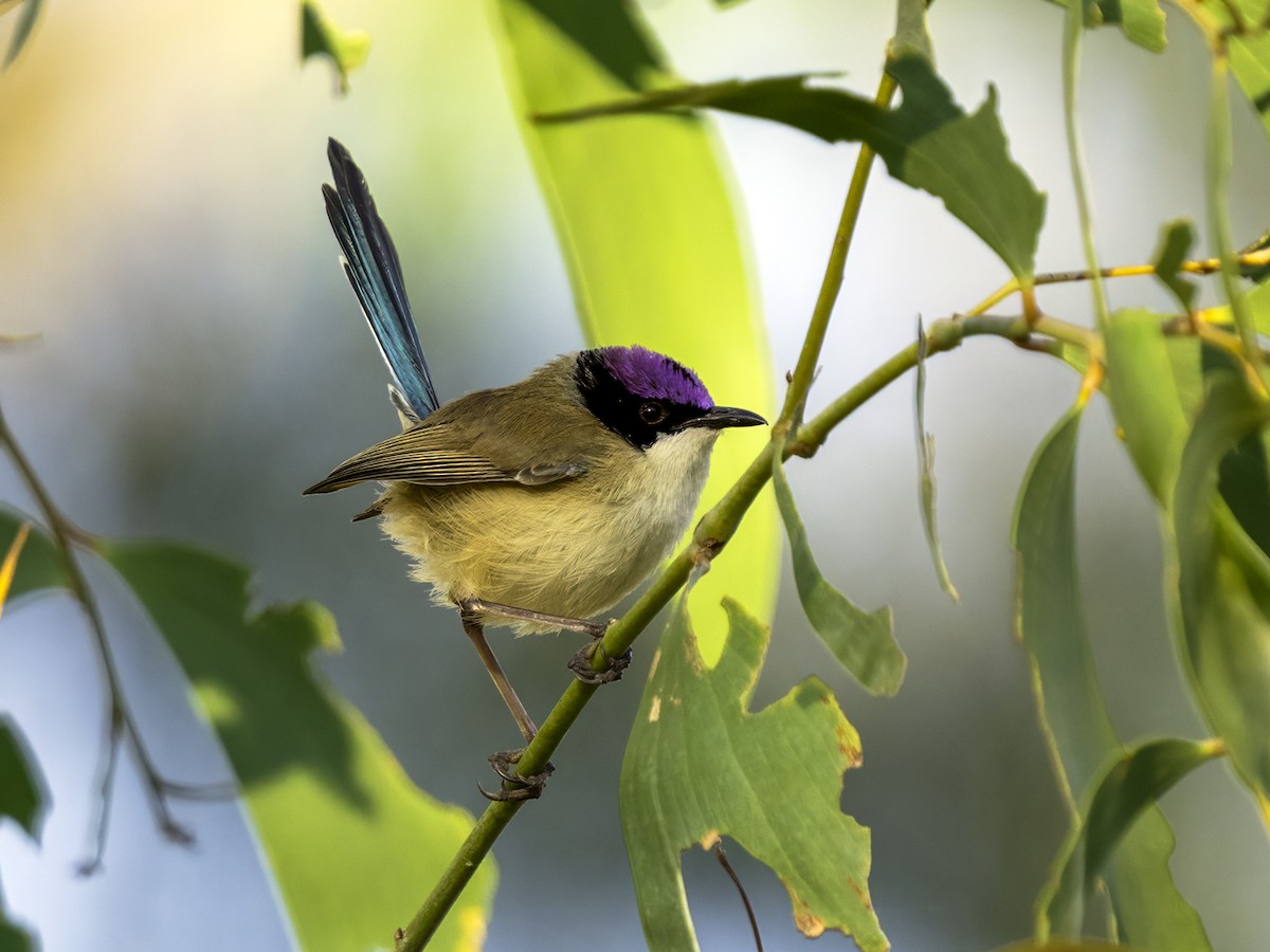 Purple-crowned Fairywren - ML639012851