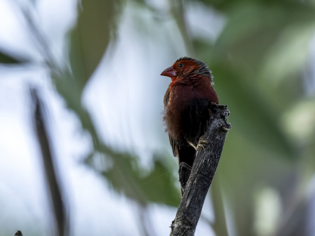Crimson Finch (Black-bellied) - ML639012856