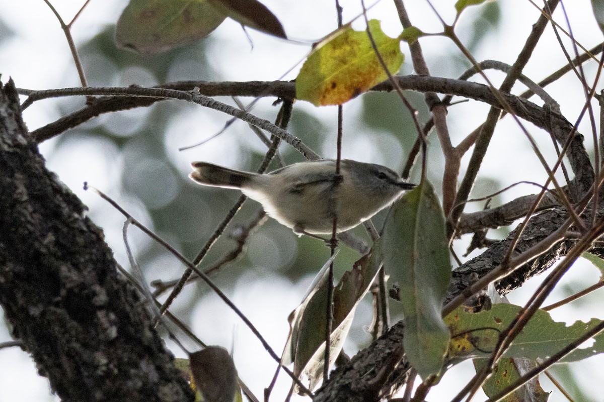 Brown Gerygone - ML639013032