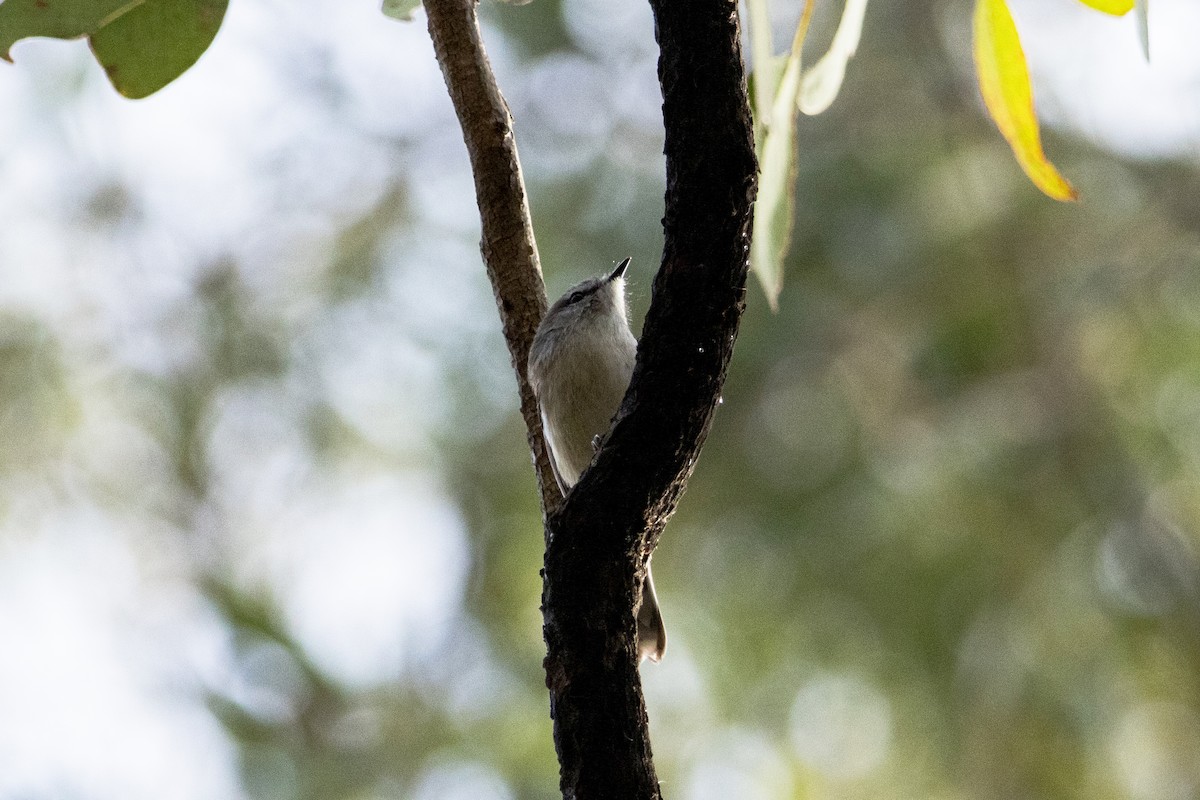 Brown Gerygone - ML639013033