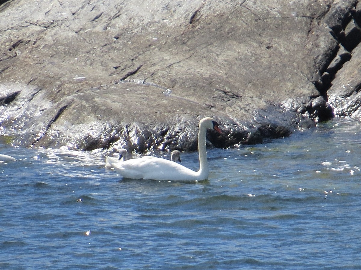 Хуруут хун - ML639013049