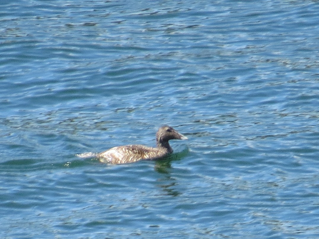 Common Eider - ML639013050