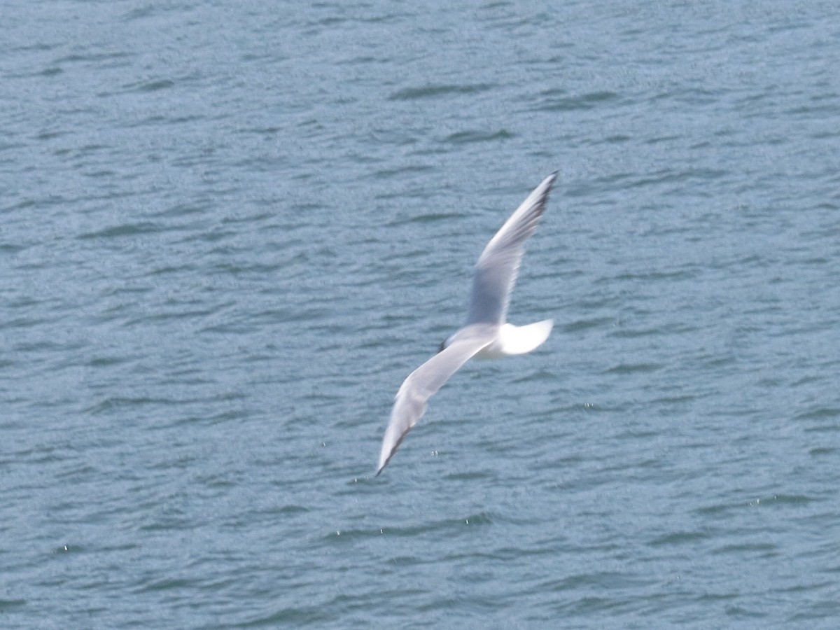 Хүрэн толгойт цахлай - ML639013055