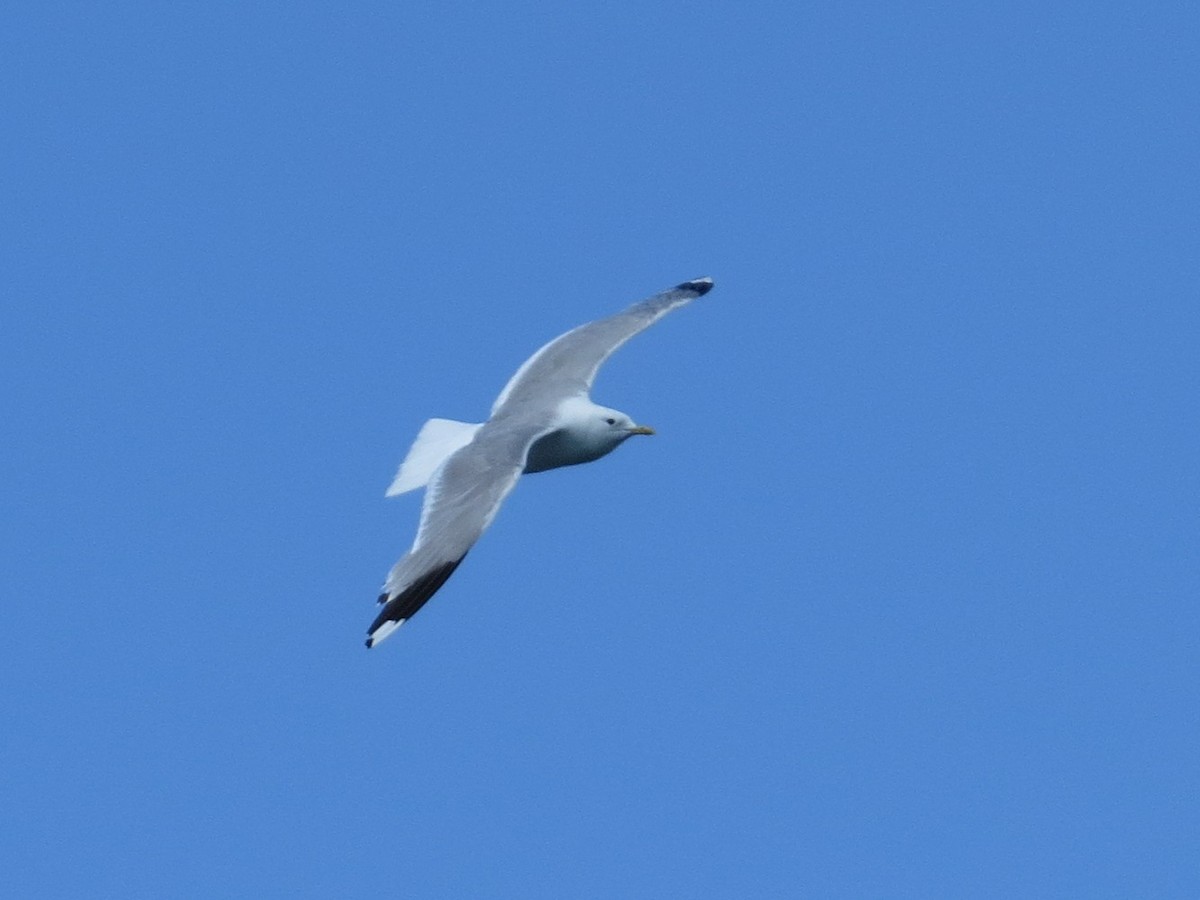 Үүлэн цахлай - ML639013060