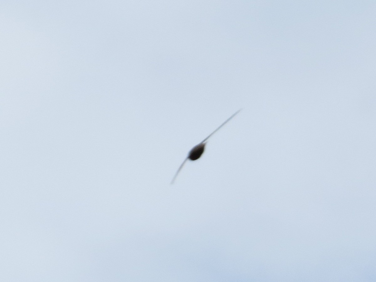 Хурын ураацай - ML639013061