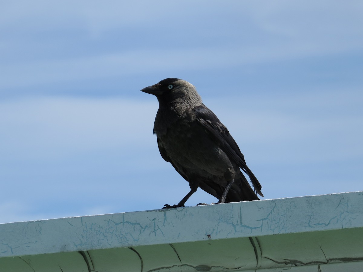 Харлаг хэрээ - ML639013070