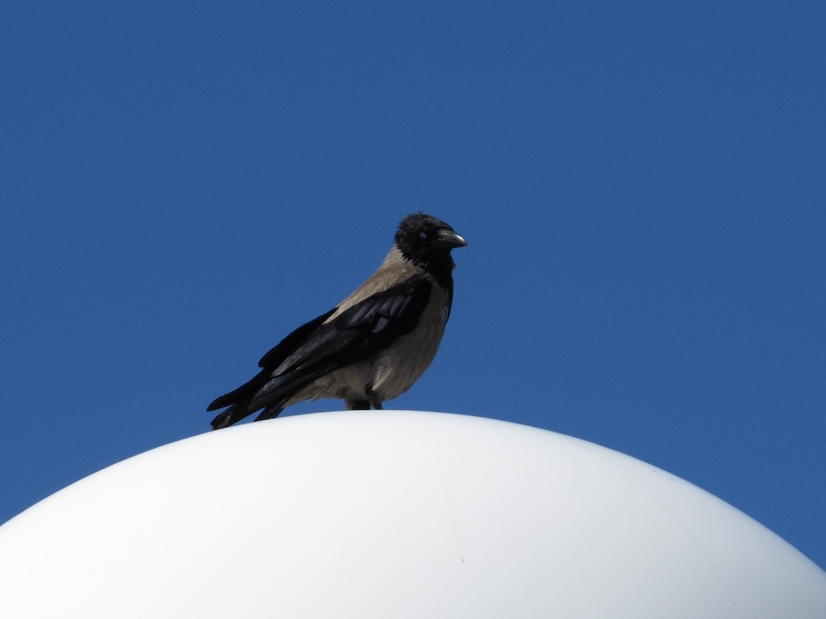 Саарал хэрээ - ML639013077