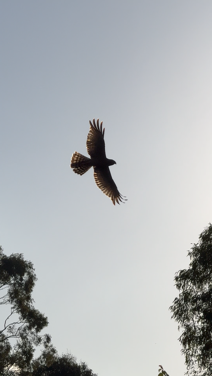 Spotted Harrier - ML639013149
