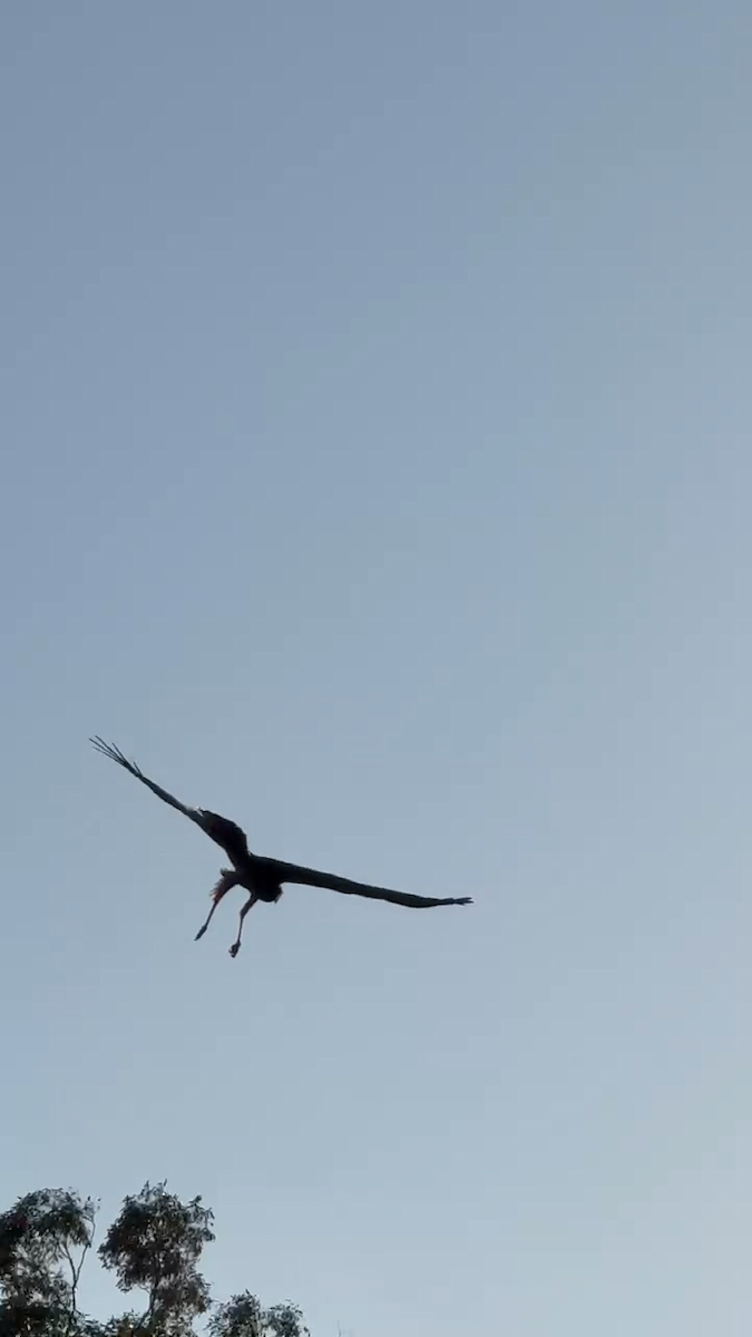 Spotted Harrier - ML639013150