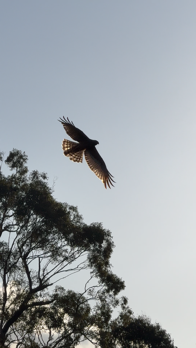 Spotted Harrier - ML639013151