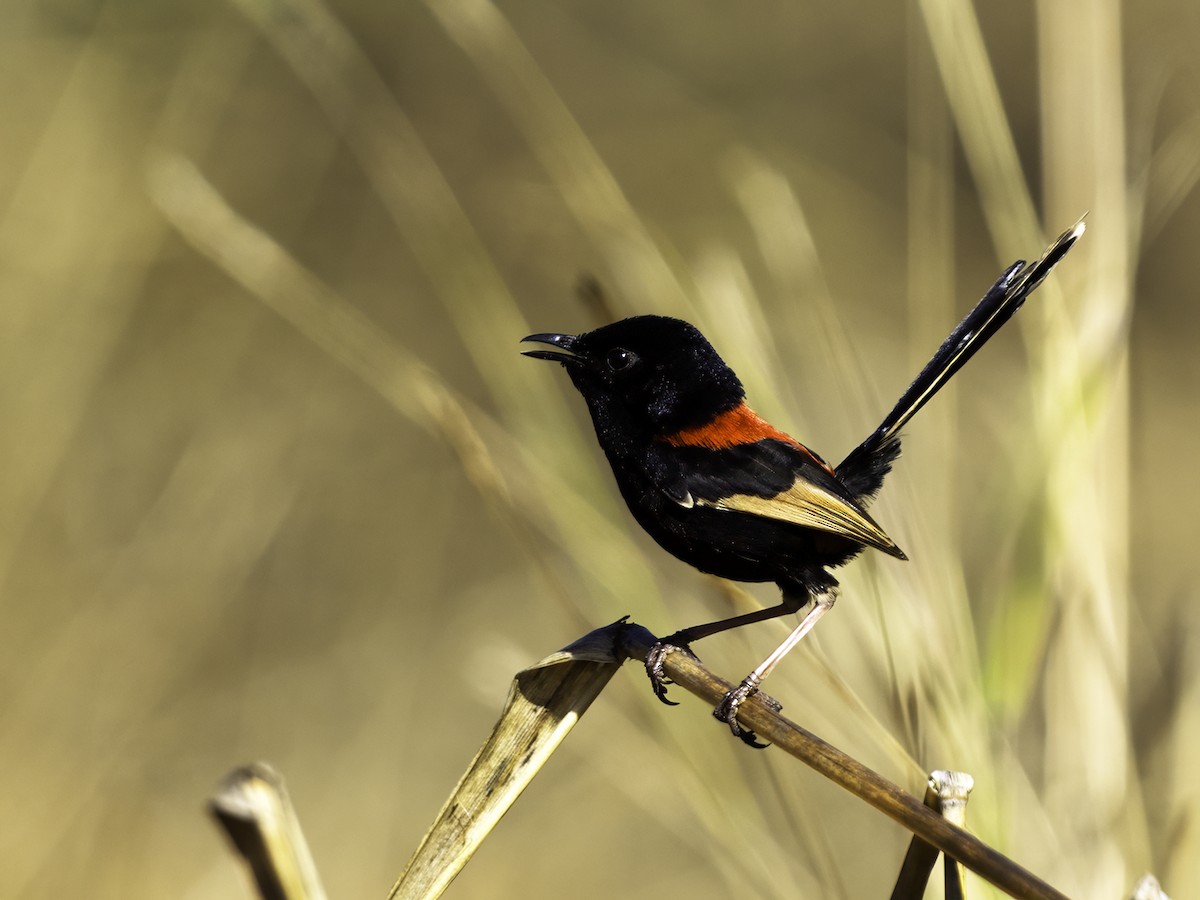Red-backed Fairywren - ML639013165