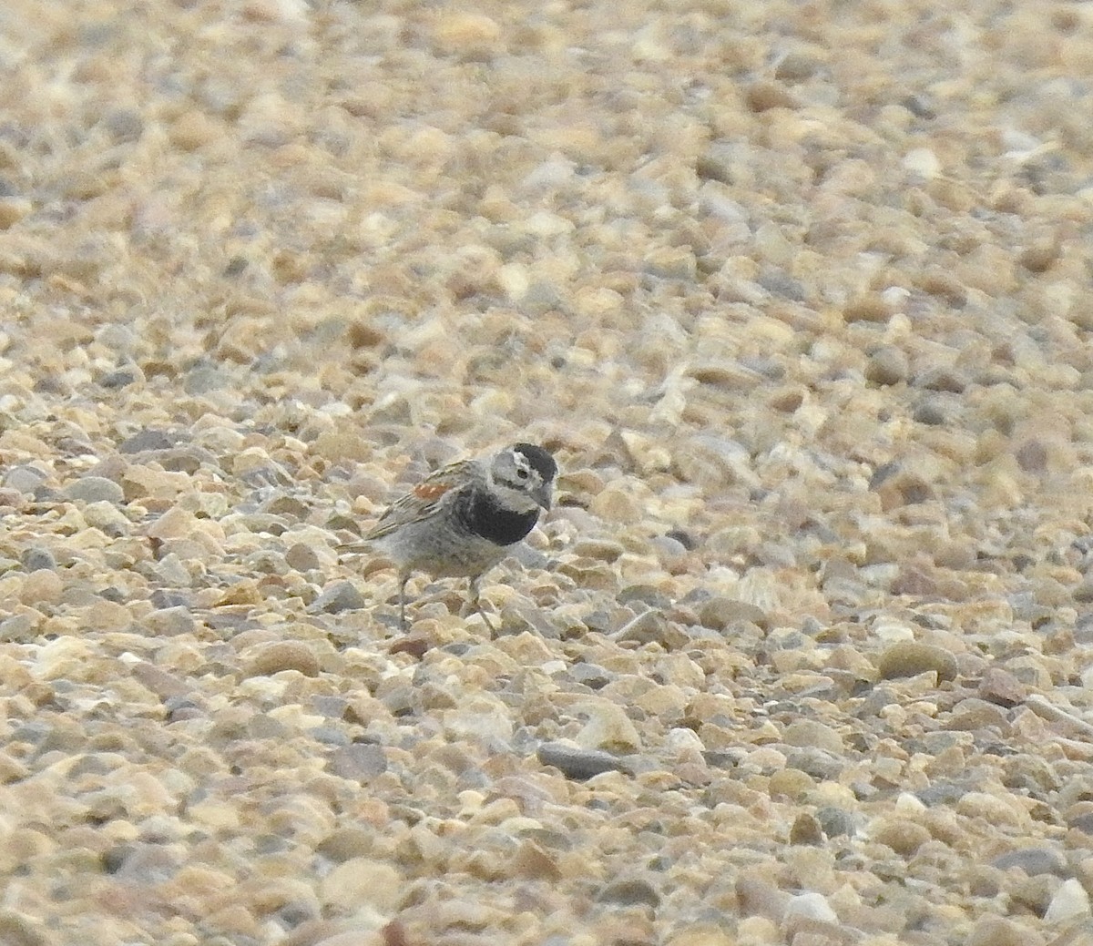 Thick-billed Longspur - ML639013181
