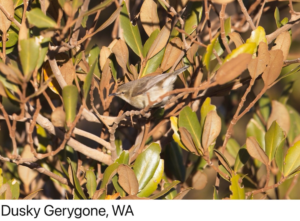 Dusky Gerygone - ML639013186