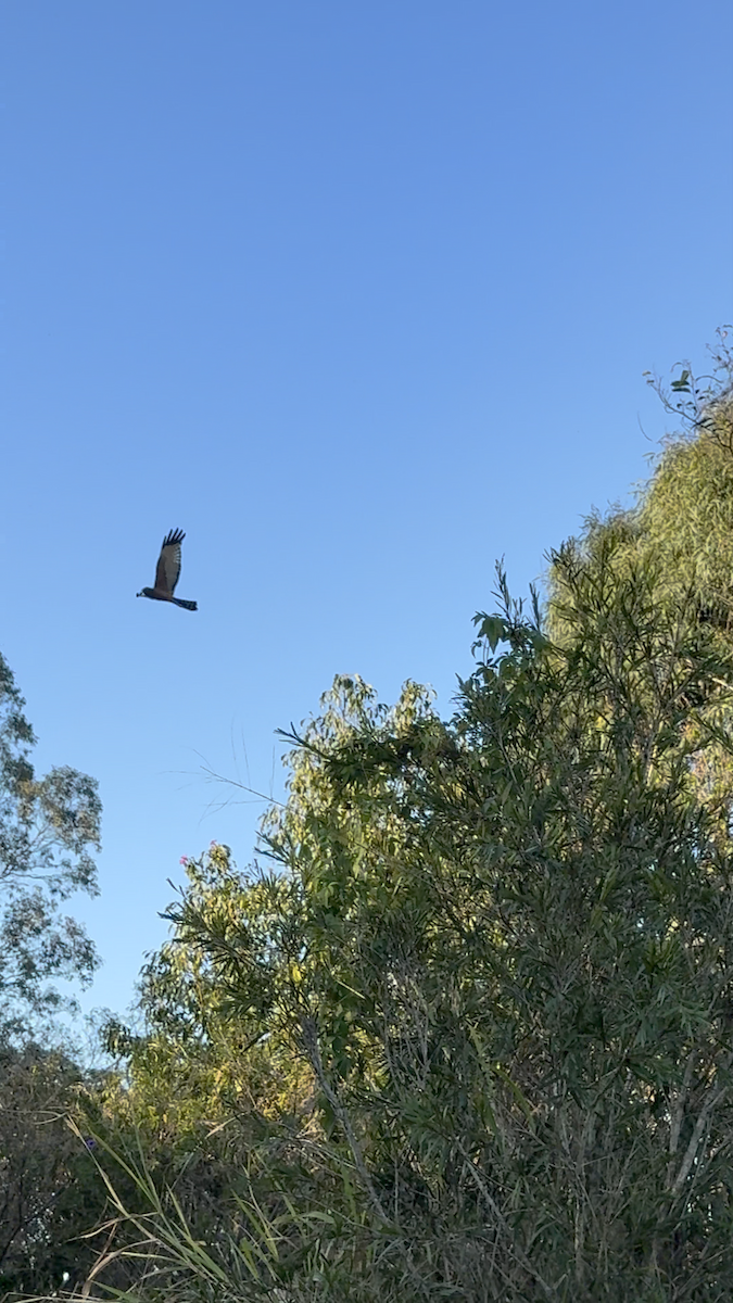 Spotted Harrier - ML639013206