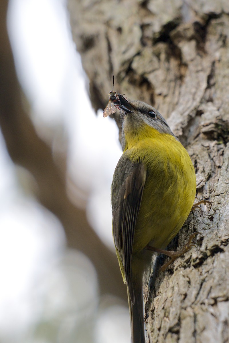 Eastern Yellow Robin - ML639013230