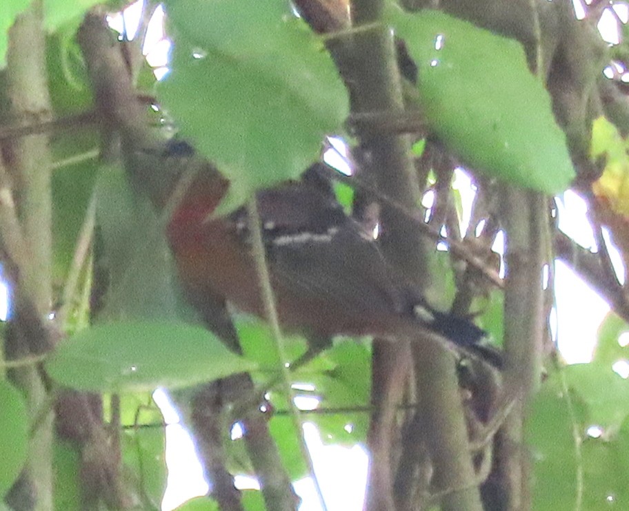 Ferruginous Antbird - ML639013234