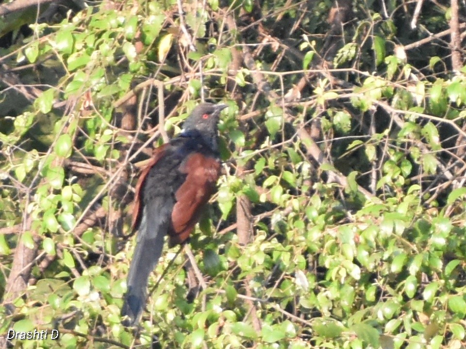 Greater Coucal - ML639013263