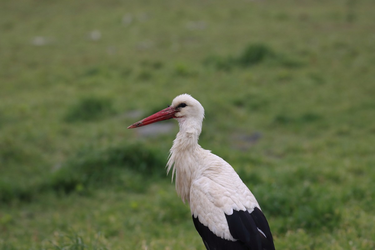 White Stork - ML639013325