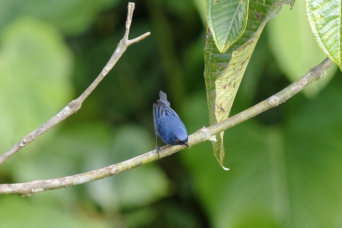 Deep-blue Flowerpiercer - ML639013392