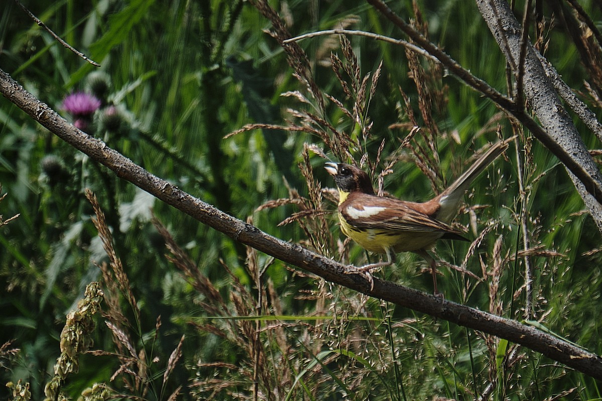 Yellow-breasted Bunting - ML639013410