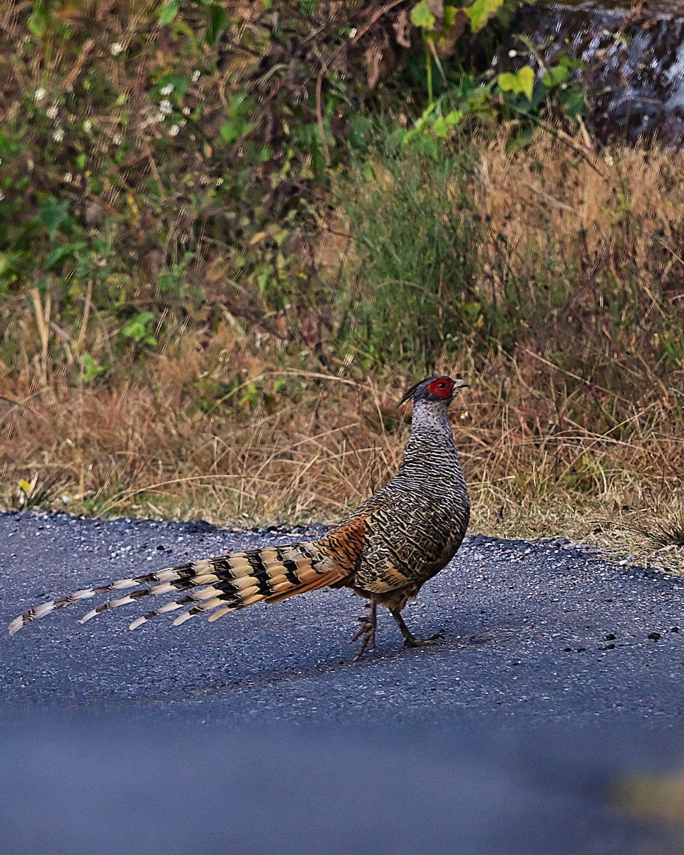 Cheer Pheasant - ML639013428