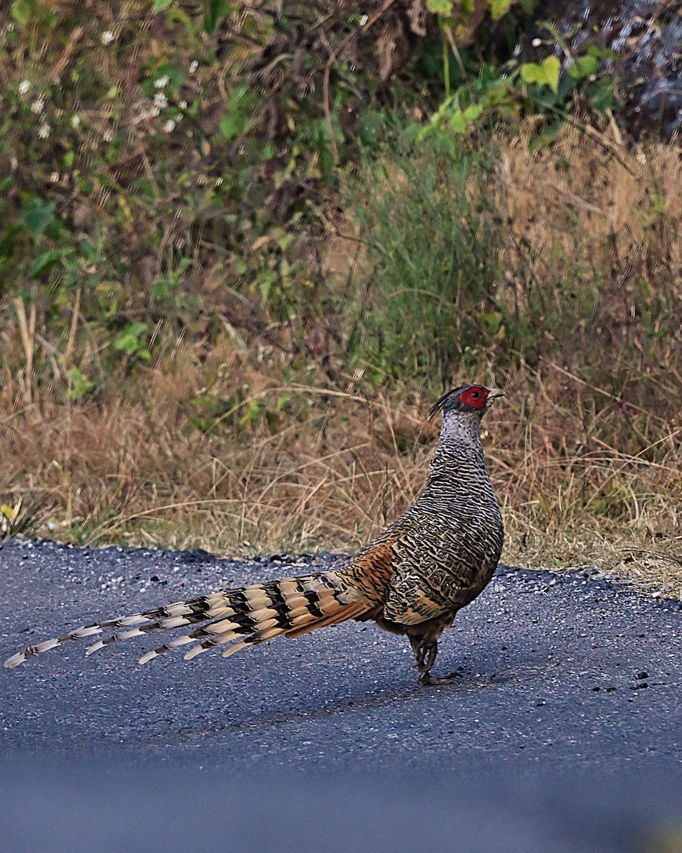Cheer Pheasant - ML639013432