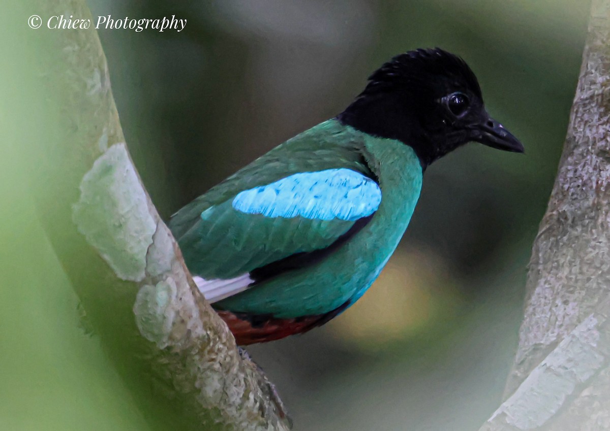 hettepitta - ML639013438