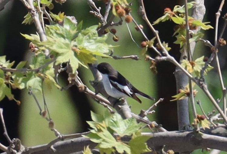Semicollared Flycatcher - ML639013497