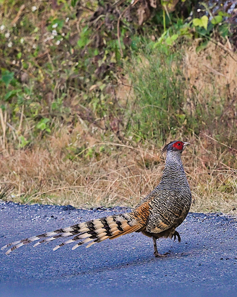 Cheer Pheasant - ML639013504