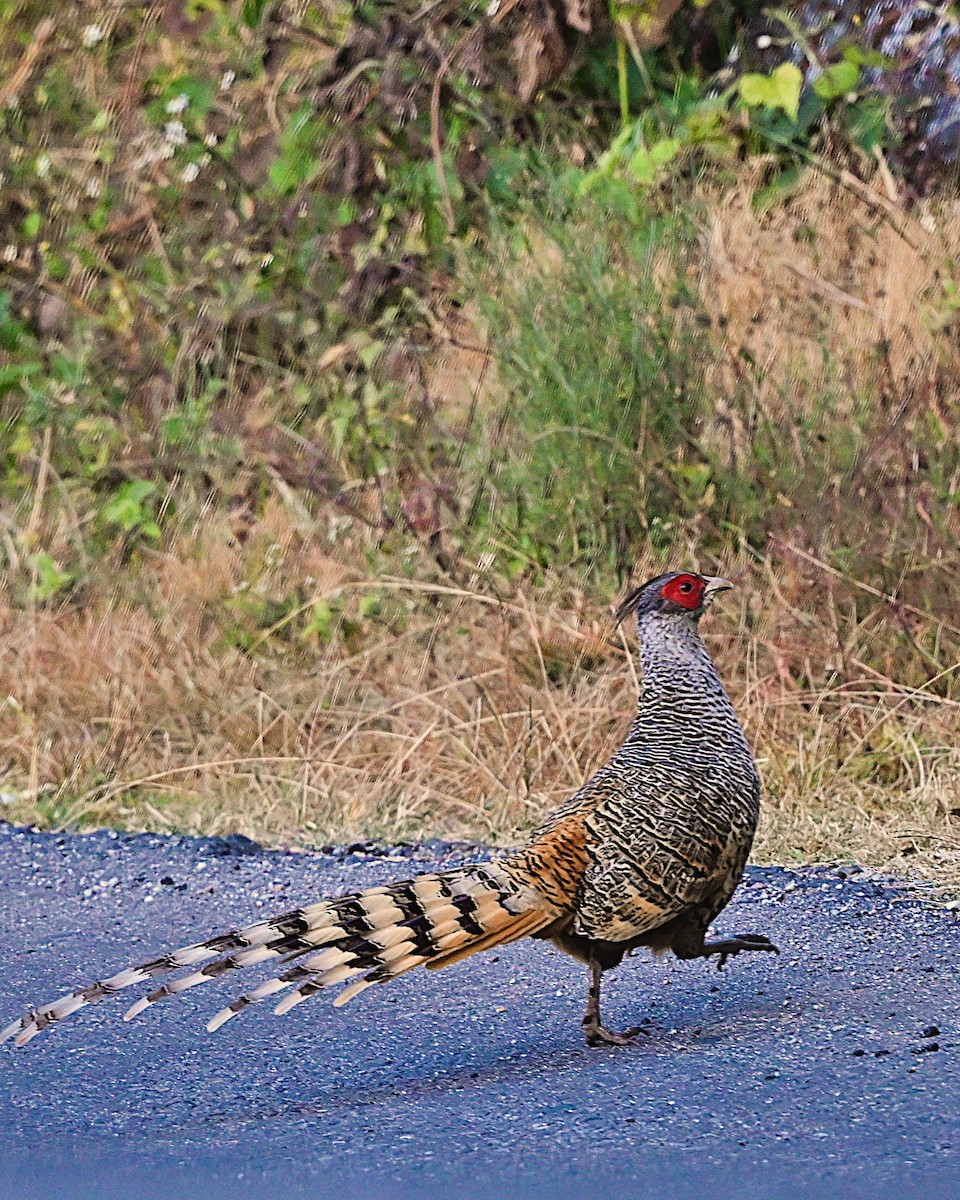Cheer Pheasant - ML639013505