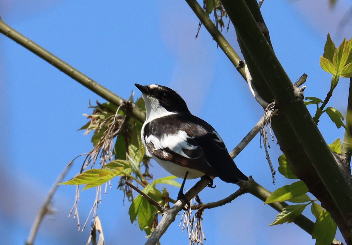 European Pied Flycatcher - ML639013506