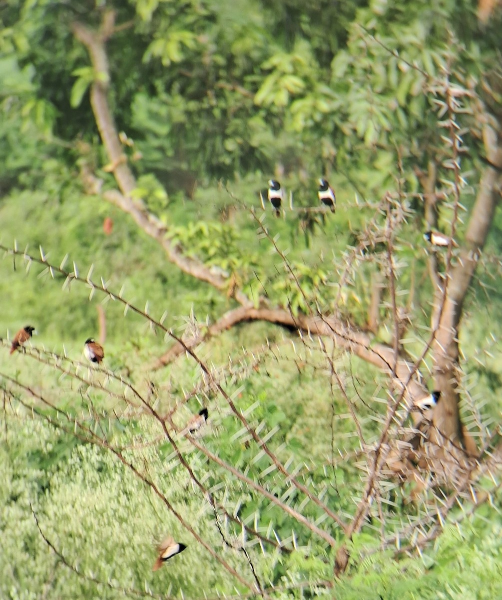 Tricolored Munia - ML639013546