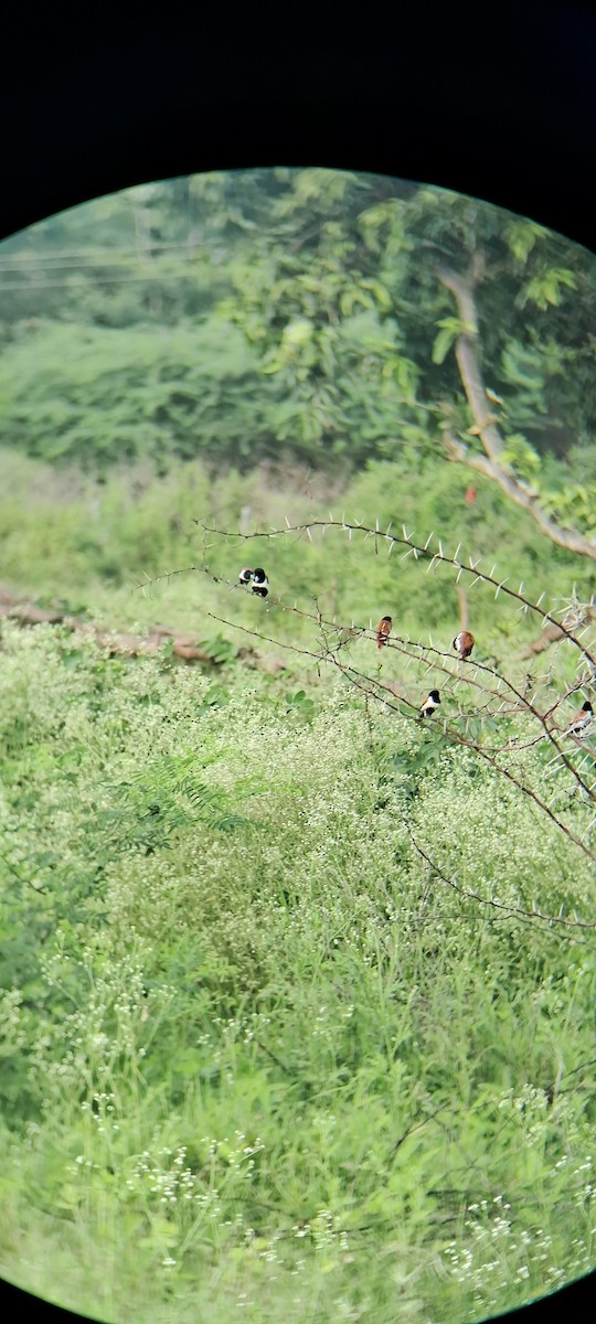 Tricolored Munia - ML639013547