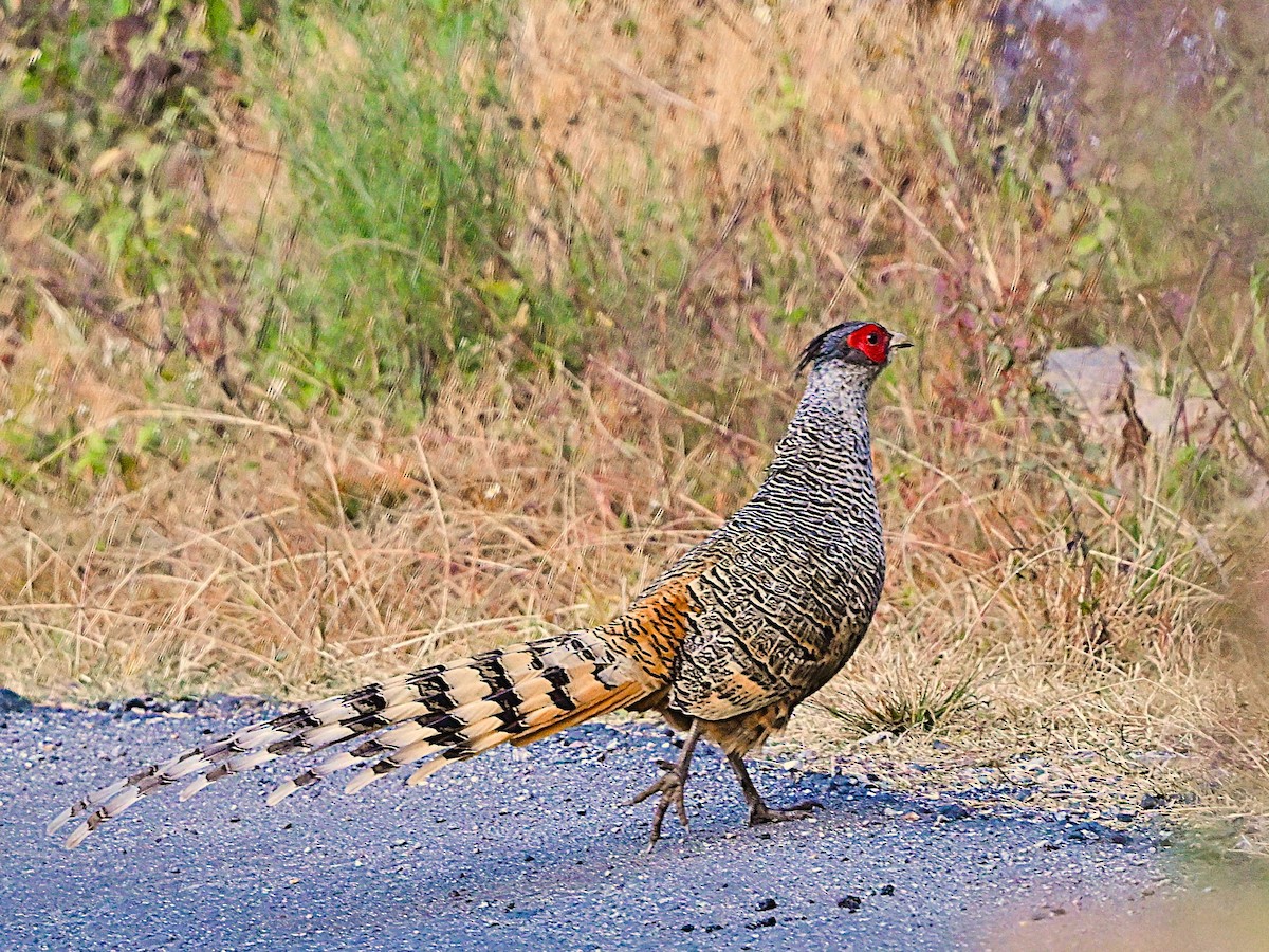Cheer Pheasant - ML639013589