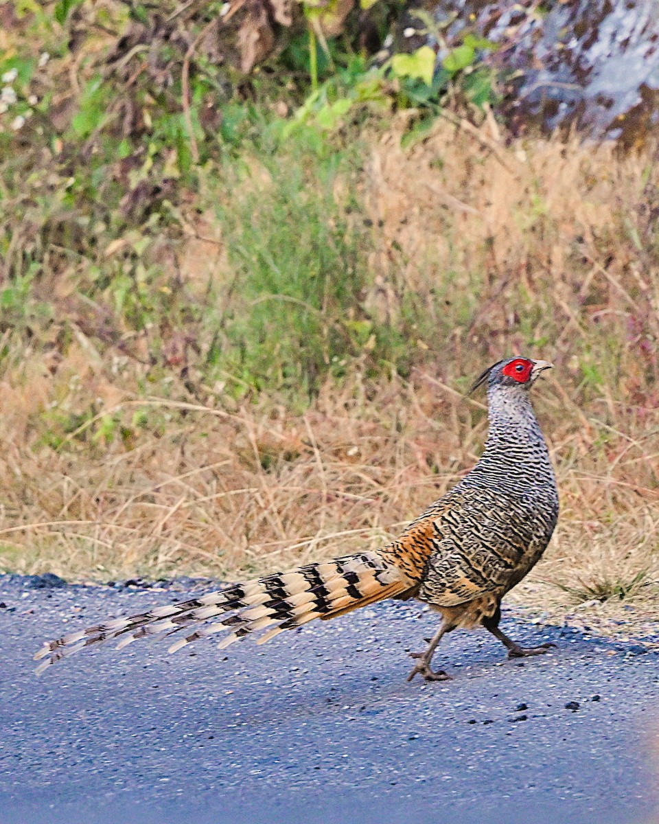 Cheer Pheasant - ML639013590