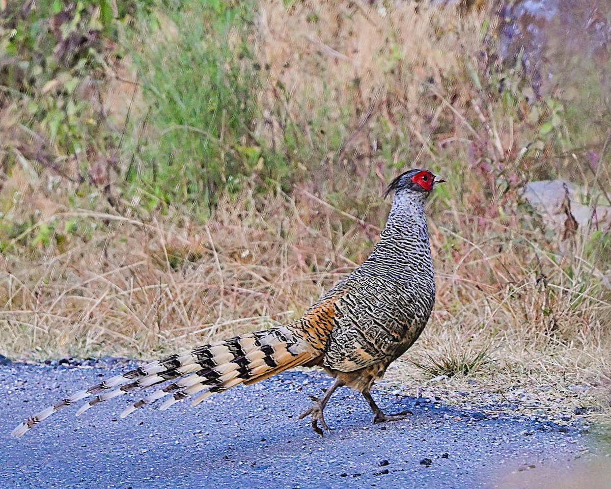 Cheer Pheasant - ML639013591