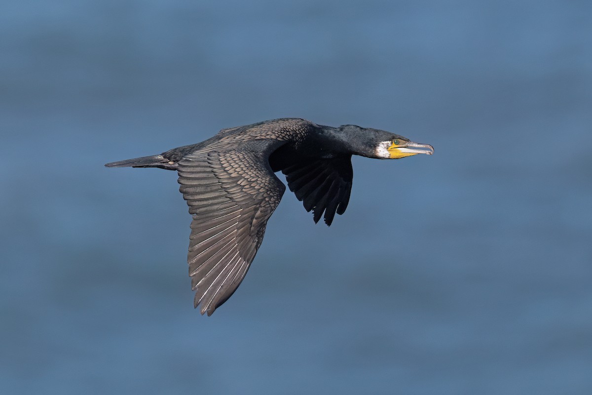 Great Cormorant (North Atlantic) - ML639013592
